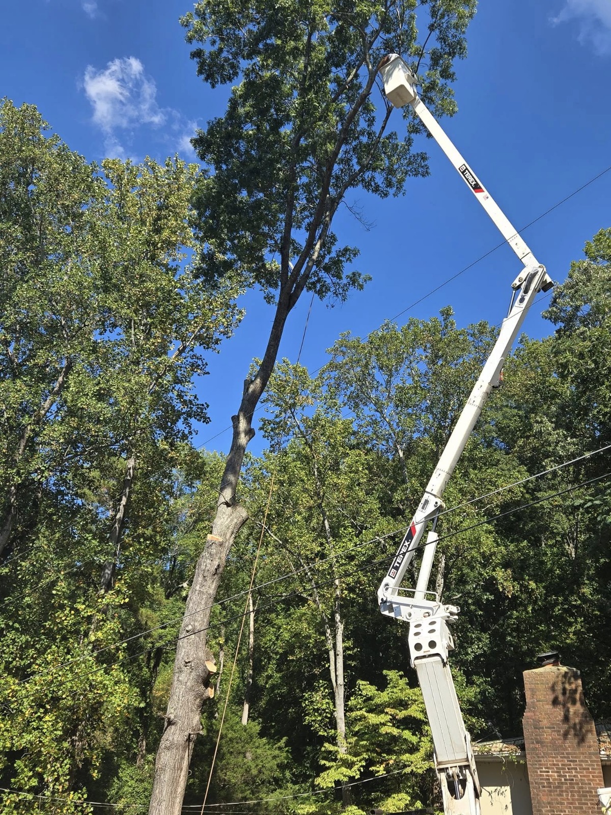 marketing services for tree service company