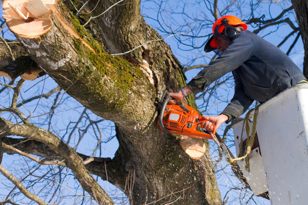 tree-service-listing